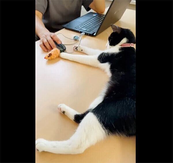 飼い主さんの手元にオモチャを置くウメちゃん