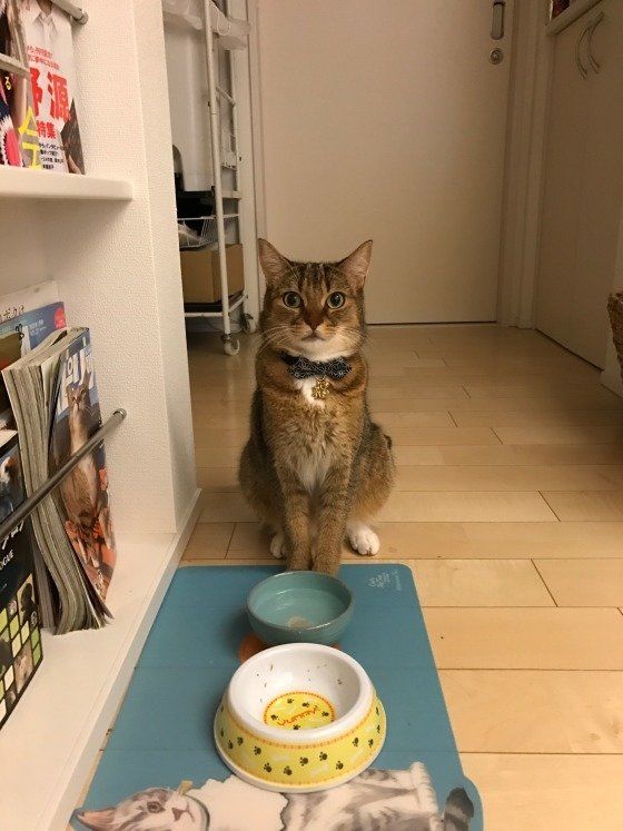 蝶ネクタイをしたマンチカン