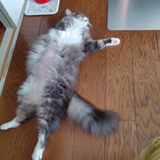 メインクーンの大和ちゃん