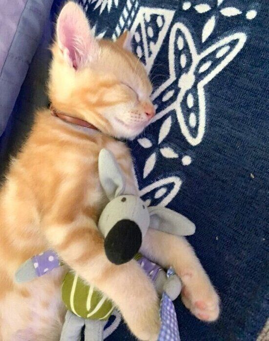 子猫のまめさん