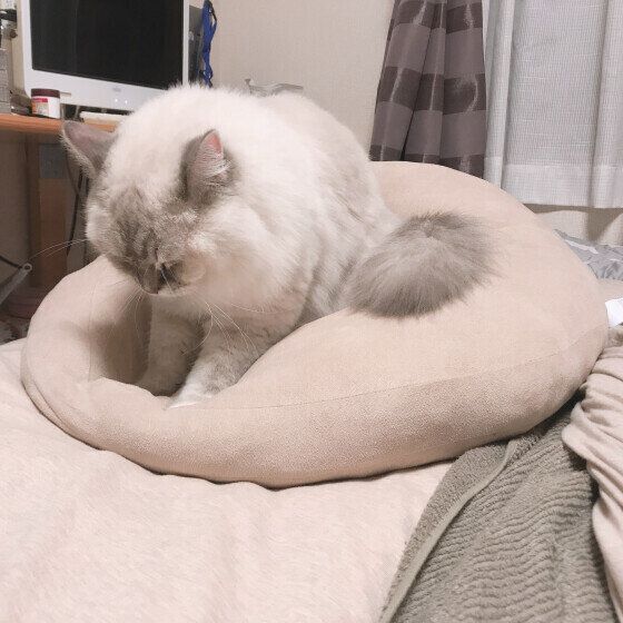 ラグドールのシピちゃん