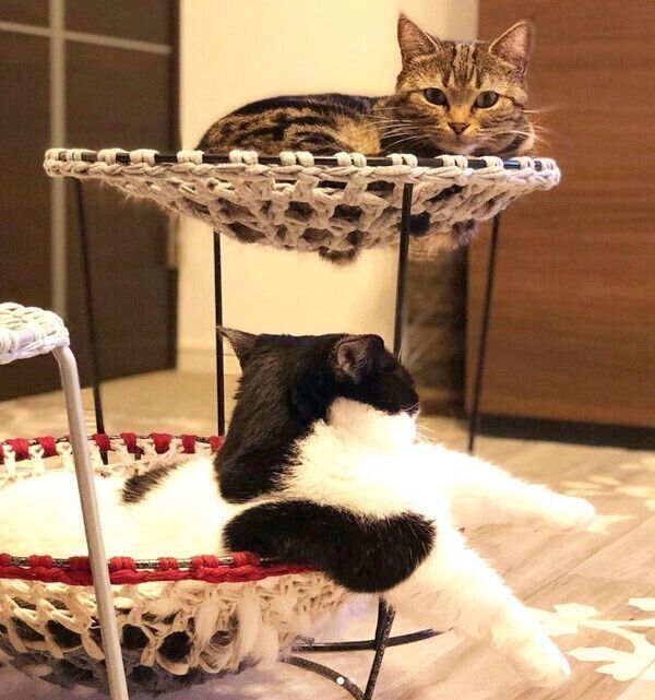 手編みのハンモックでくつろぐウルちゃんとネルちゃん