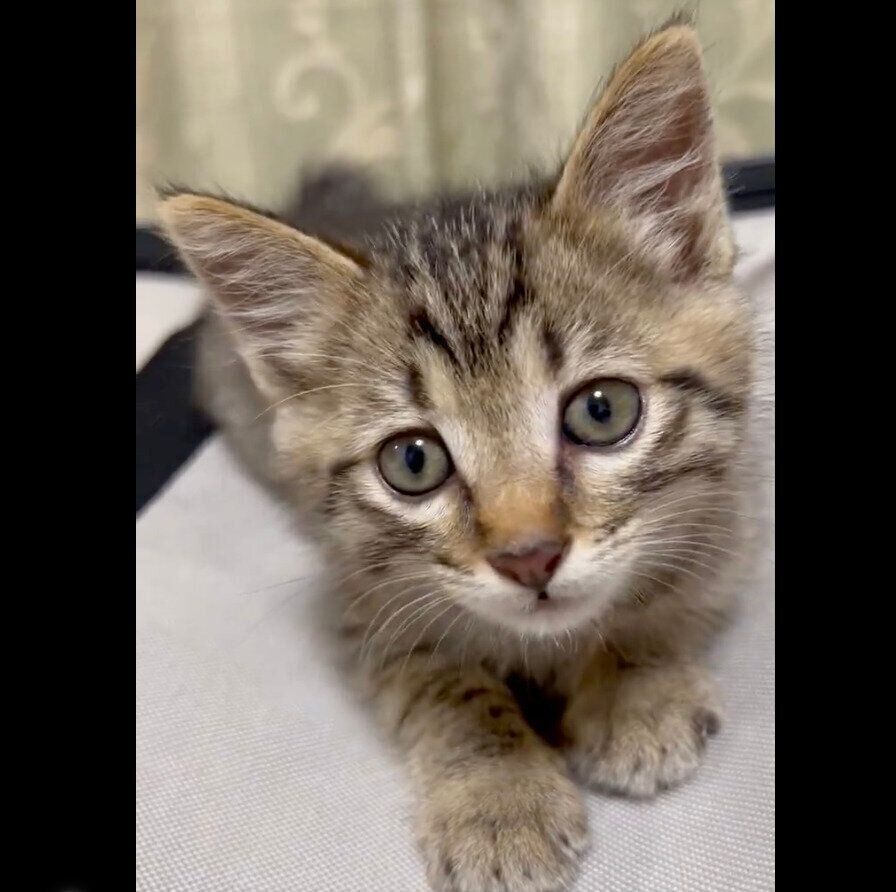 子猫時代のルイくん