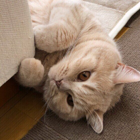 覗き見するブリティッシュショートヘア