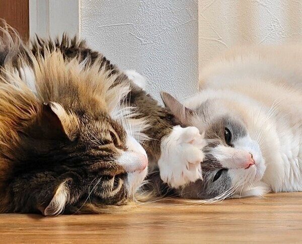 しろあんちゃんと寝転んでツーショット