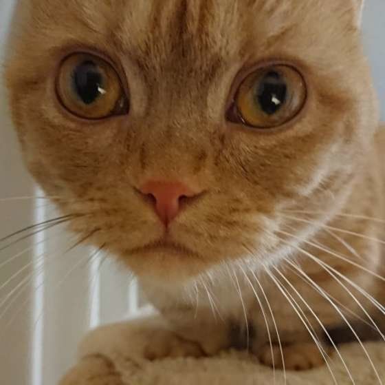 おやつのおねだり中（マンチカン、メス）