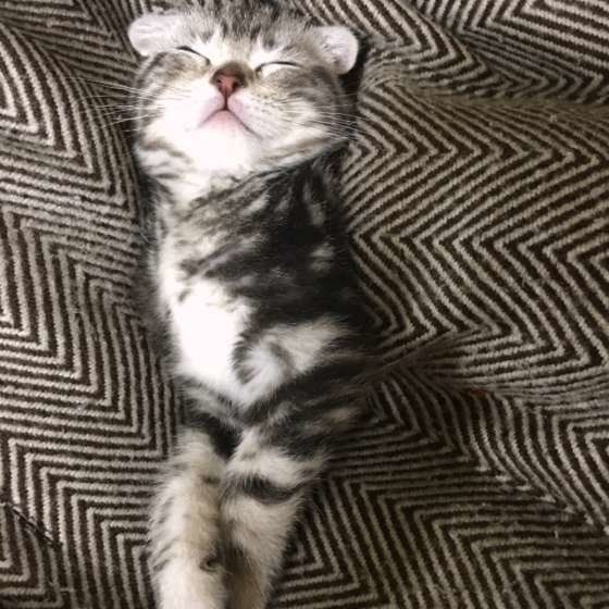 眠るスコティッシュフォールド