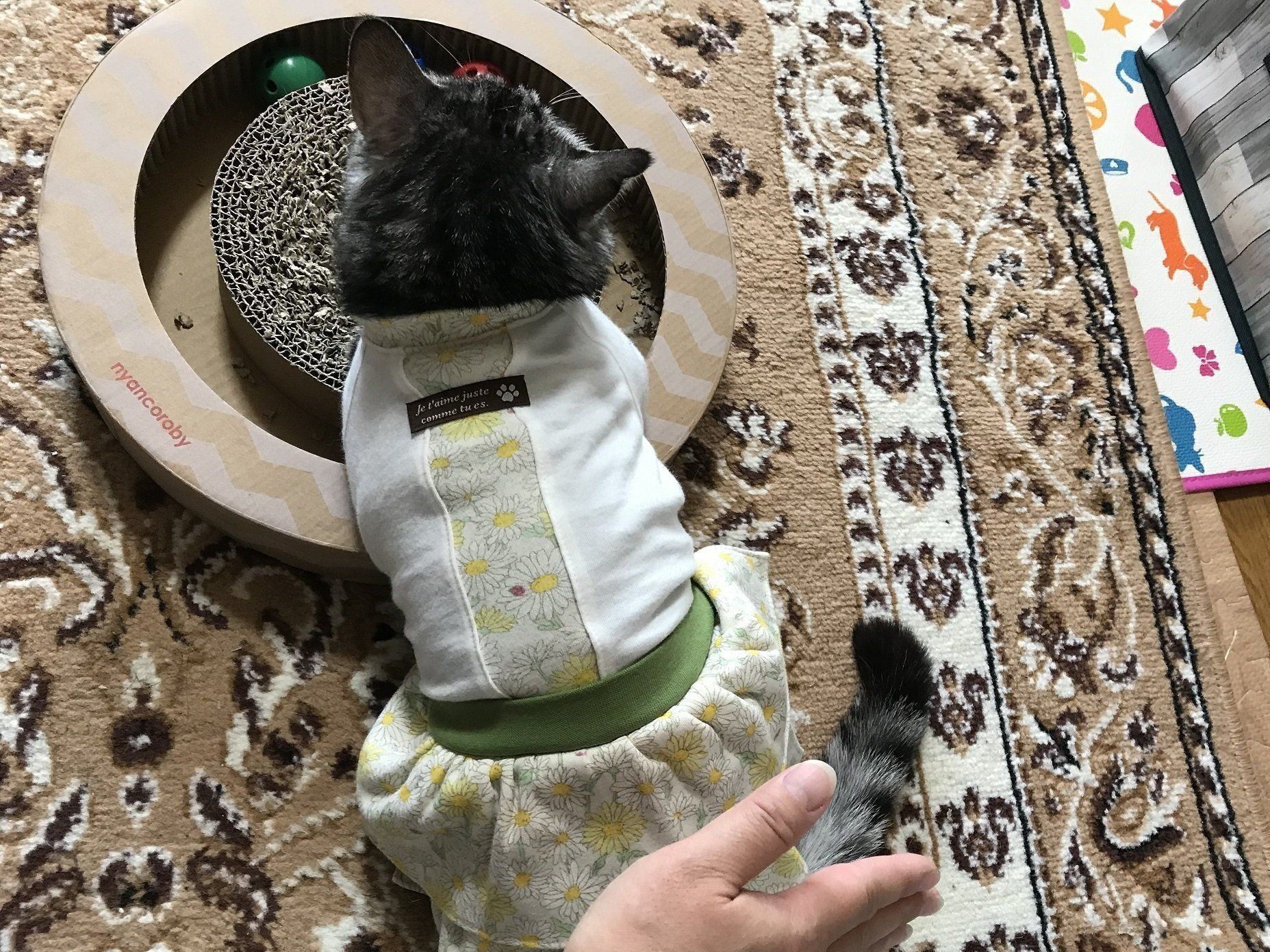 画像／ねこのきもち2019年８月号『猫よ、すんのかい　せんのかい　せーへんのかいっ！』