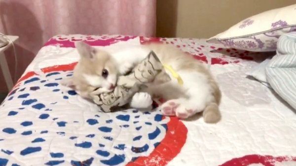 けりぐるみを蹴るブリティッシュショートヘア