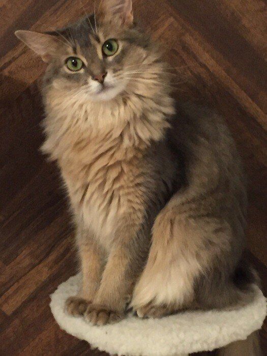 クッションに座るソマリ