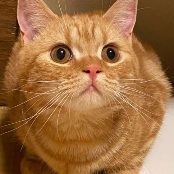 見つめるスコティッシュフォールド