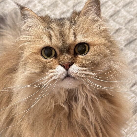 ペルシャのFa Faちゃん♪