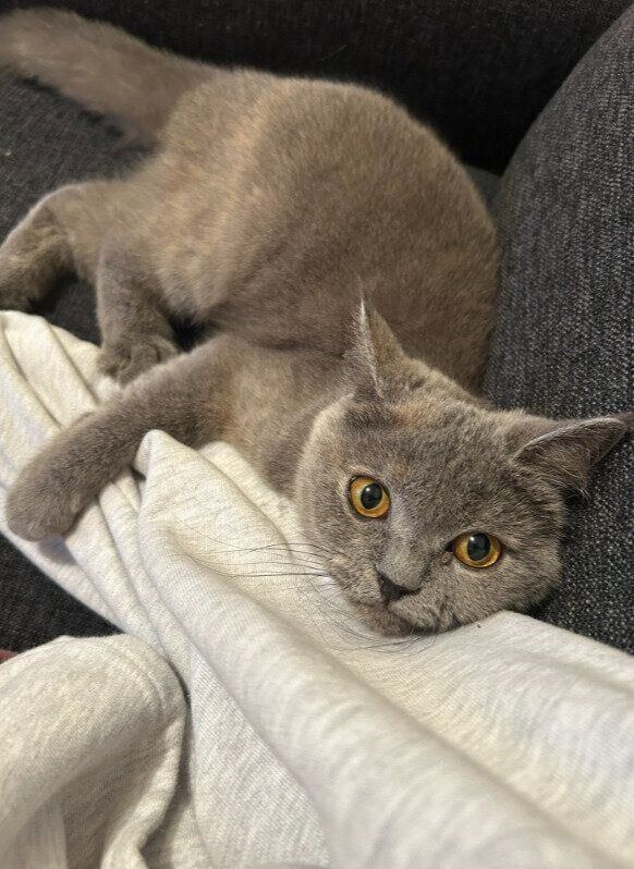 生後7カ月のブリティッシュショートヘア