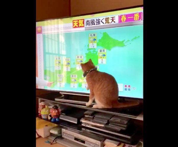 天気予報を見るちくわちゃん