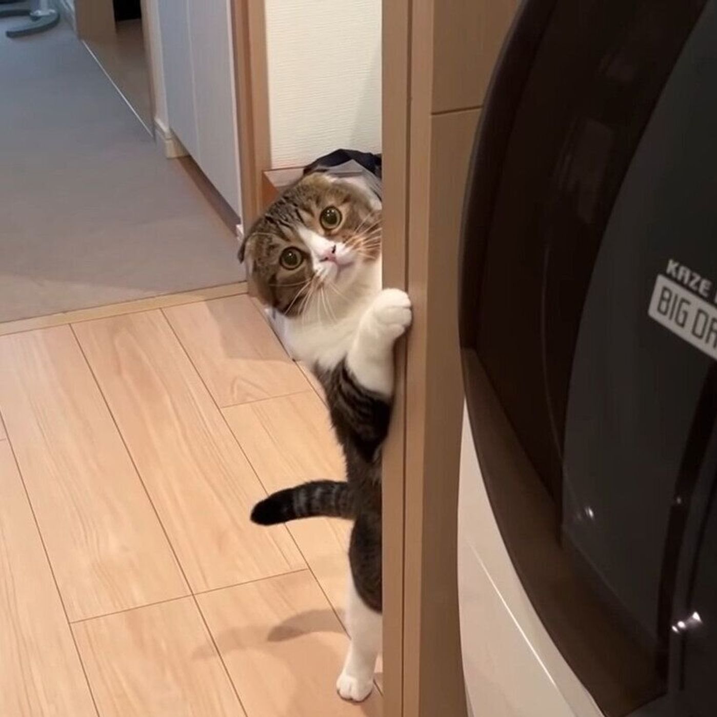 ママの外出を阻止したい 行かないで とアピールする親子猫 ねこのきもちweb Magazine ママの外出を阻止したい 行かないで とアピールする親子猫 ねこのきもちweb Magazine