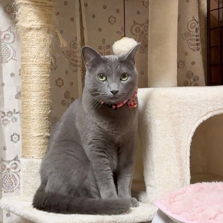キャットタワーの上に座るロシアンブルー