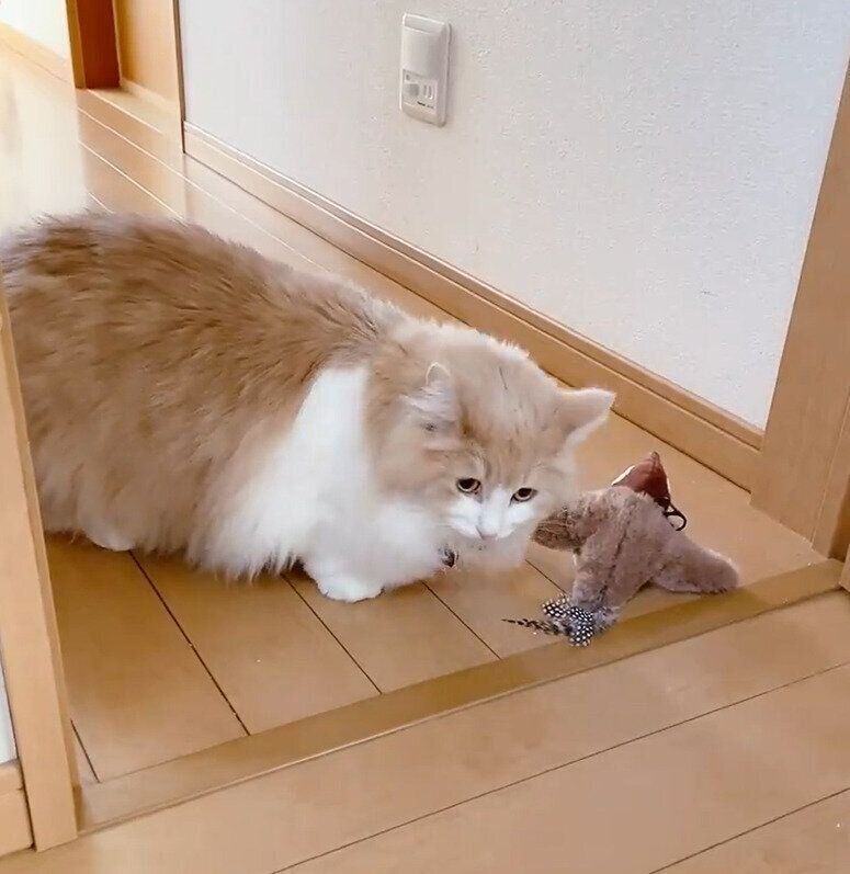 ぬいぐるみに近づくまゆちゃん