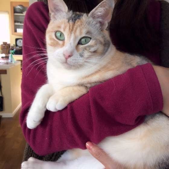 MIX ミケ チロルちゃん