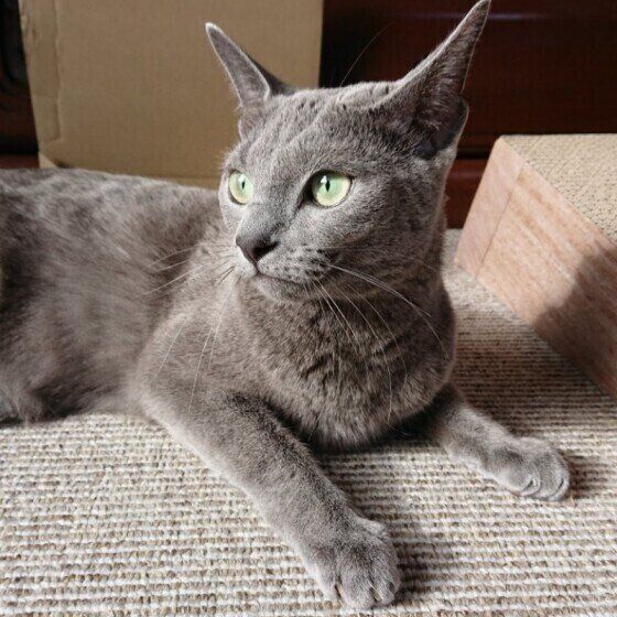 目をそらす猫（ロシアンブルー、オス）