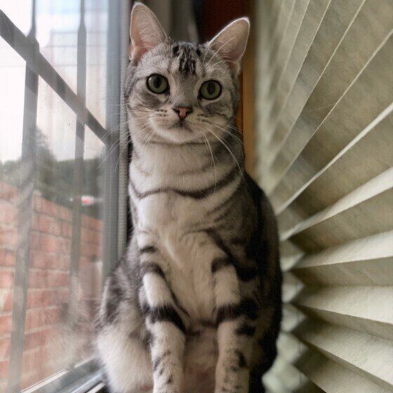 アメリカンショートヘアのリヴァイちゃん