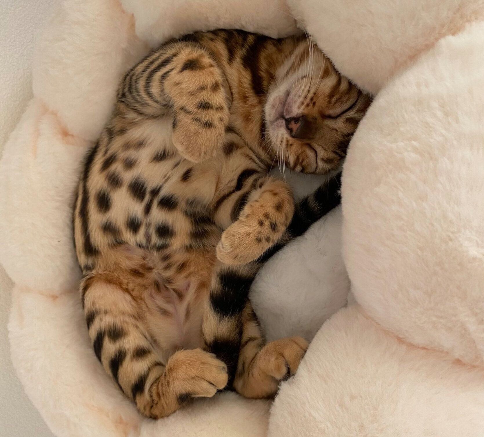 生後4カ月のころに撮影したリンちゃん