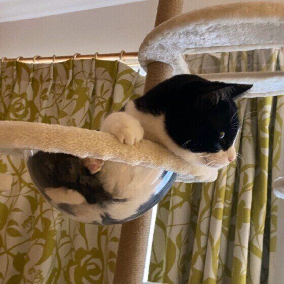 ギュウギュウに入る猫