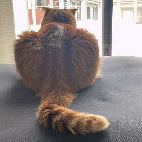 マンチカンの姫ちゃん