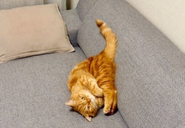 うにゃうにゃするにゃむちゃん