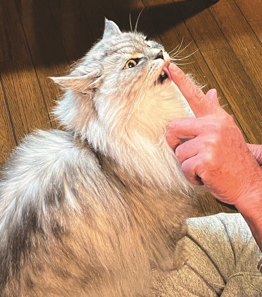 画像／ねこのきもち25年3月号