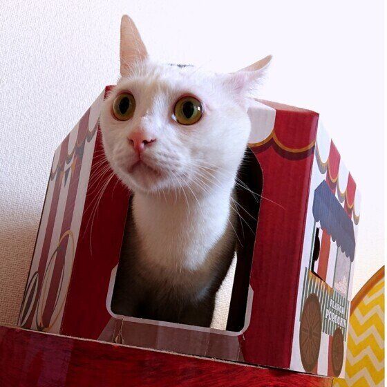 段ボールハウスから飛び出すゆきみくん