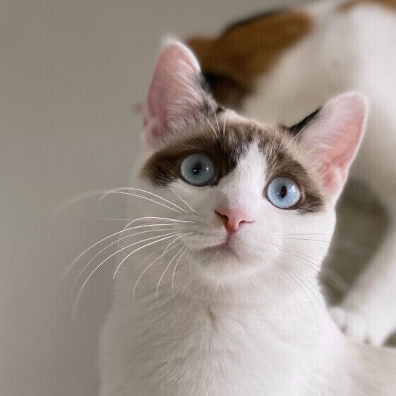 Mix（白）のなでしこちゃん♪