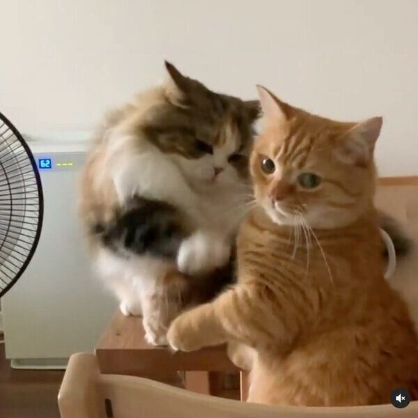 マグカップのそばでじゃれ合うメイちゃん、ももたくん