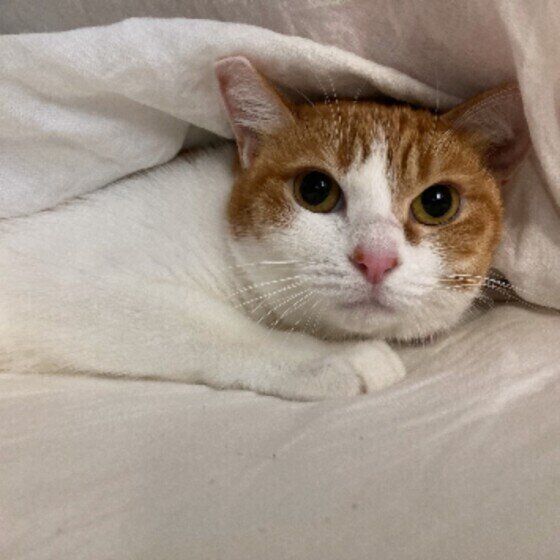 MIXのニコルちゃん