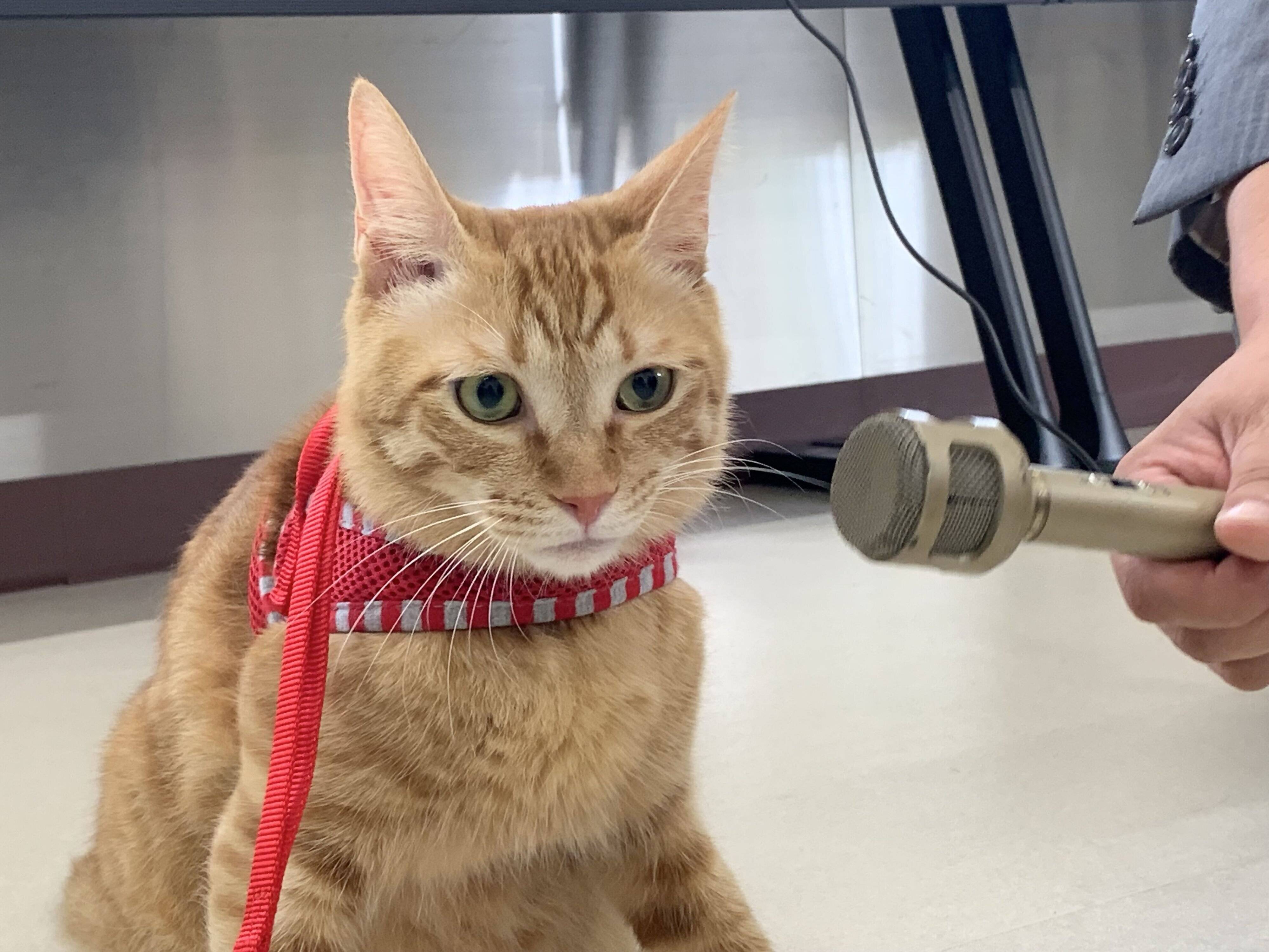 写真提供／神戸市環境衛生課