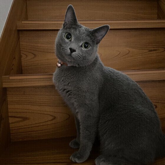 ロシアンブルーのルナちゃん