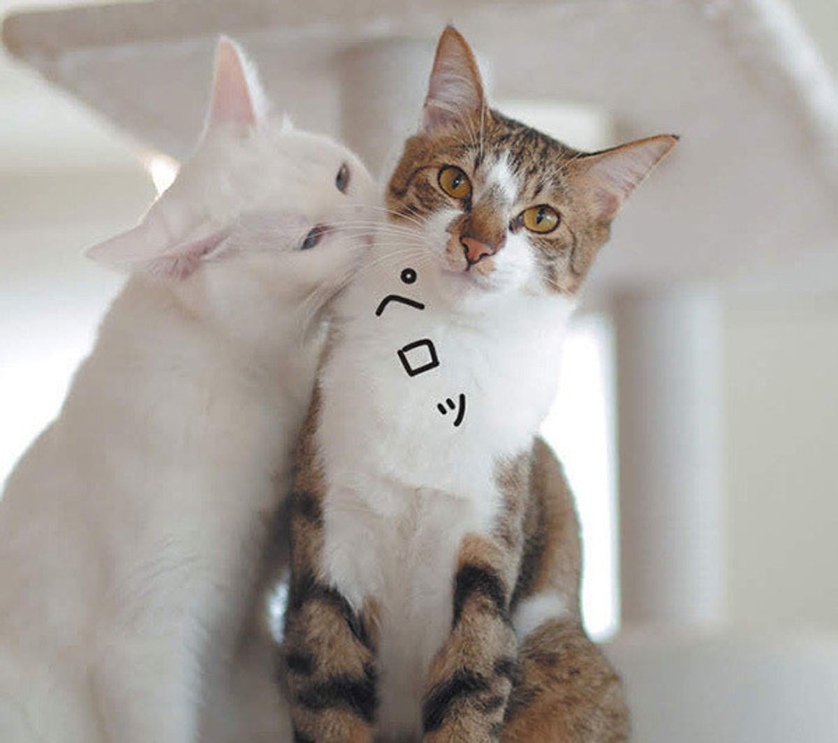 猫の 舐める 嗅ぐ に隠された本当のキモチ 知ってる ねこのきもちweb Magazine 猫の 舐める 嗅ぐ に隠された本当のキモチ 知ってる ねこのきもちweb Magazine