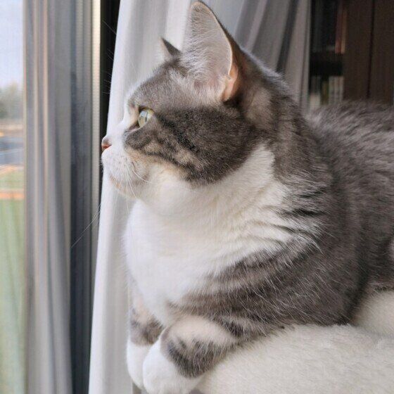 窓の外を眺める猫