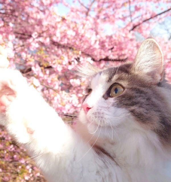 河津桜を見る小麦ちゃん