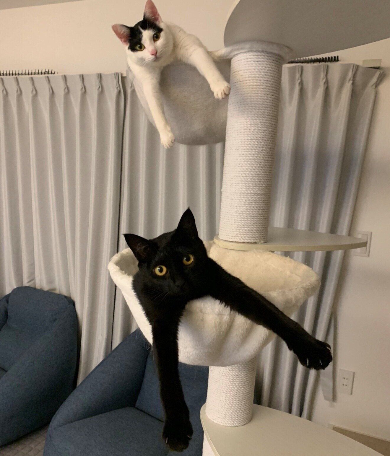 キャットタワー　アレンジ多彩　大家族様向け キャットタワー アレンジ多彩 大家族様向け