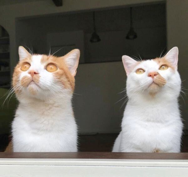 まったりするいちごちゃんとタルトくん