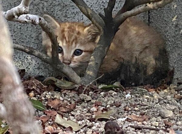 保護前のみゃおちゃん
