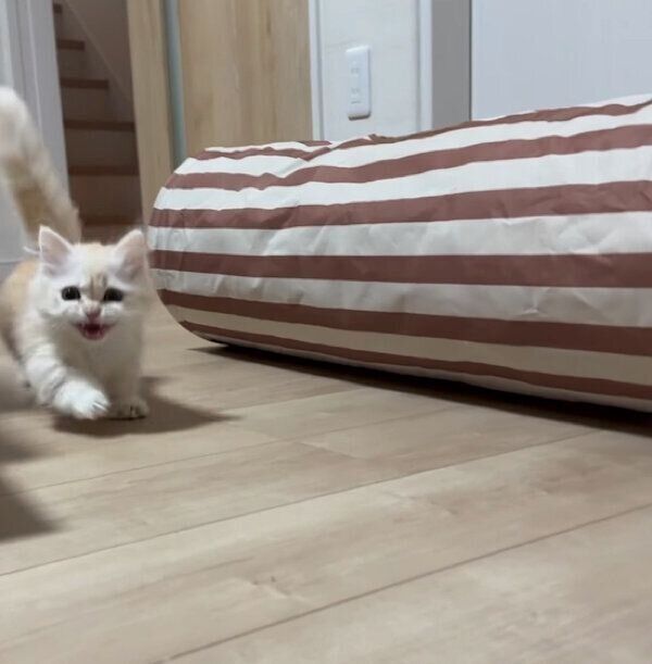 ごはんの時間になって走ってくるmielくん