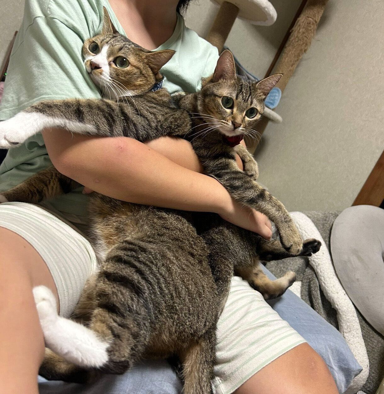 おとなになったもずくくん、こんぶちゃん