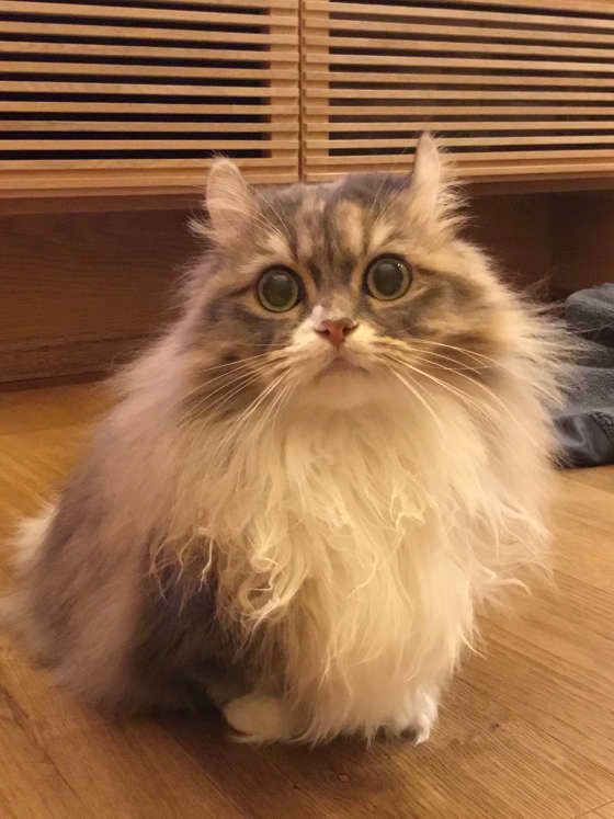 マンチカールのソルティちゃん