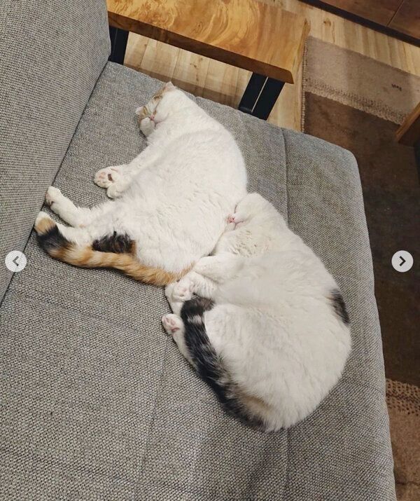 仲良く眠るライくん、いとさん