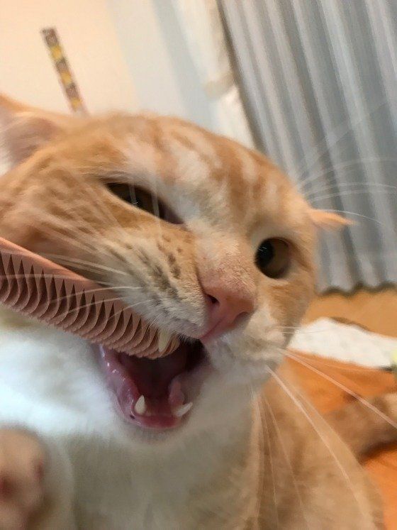 カミカミするスコティッシュフォールド