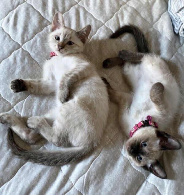 くつろぐ晴ちゃんと露ちゃん