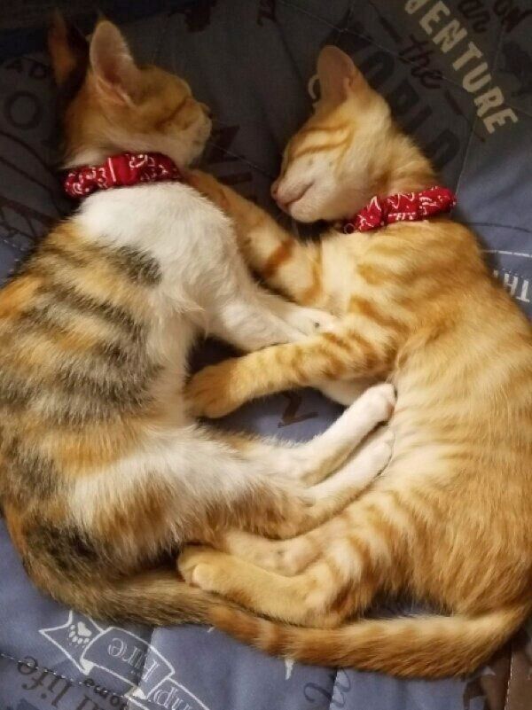 寝るときも仲良く並ぶみぃちゃんとテンくん