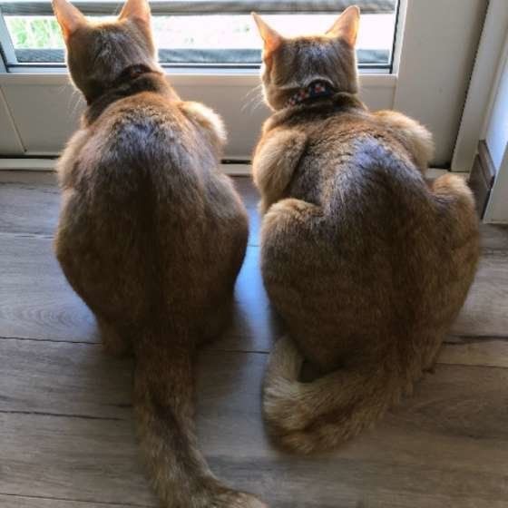 あやめ＆ききょうちゃん　MIX　茶トラ