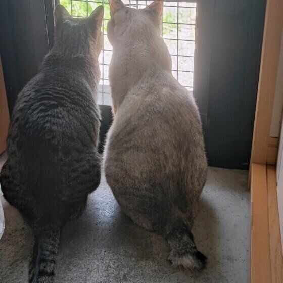 仲良く並ぶクーちゃんたち